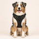 Harnais pour Chien Anti-Traction Kanvo™
